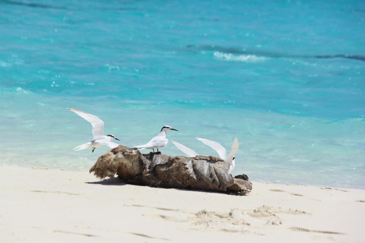 Brickwood Rasdhoo- Beach Front ภายนอก รูปภาพ
