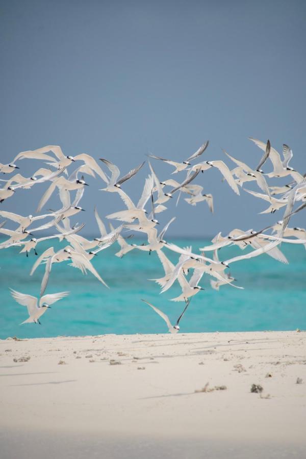 Brickwood Rasdhoo- Beach Front ภายนอก รูปภาพ