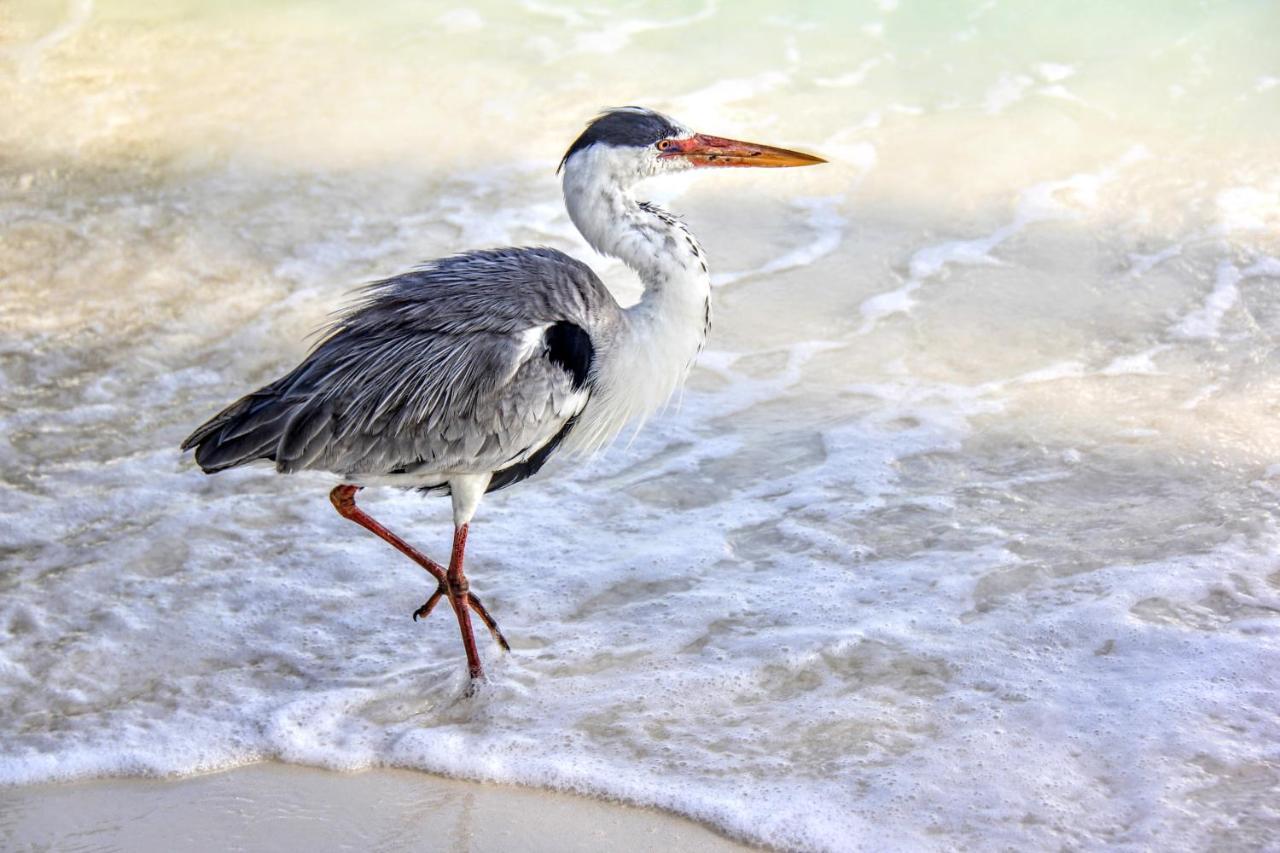 Brickwood Rasdhoo- Beach Front ภายนอก รูปภาพ